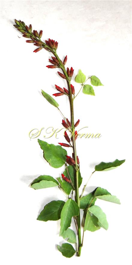  Inflorescence